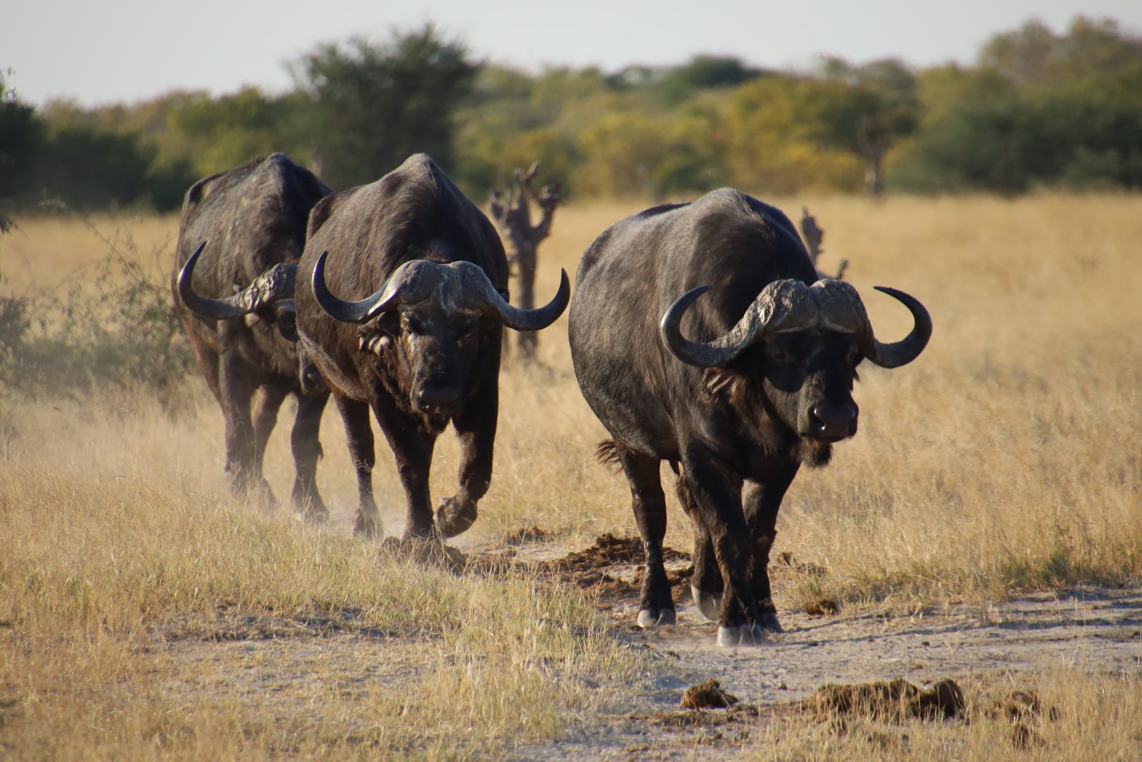 African buffalo in bushveld