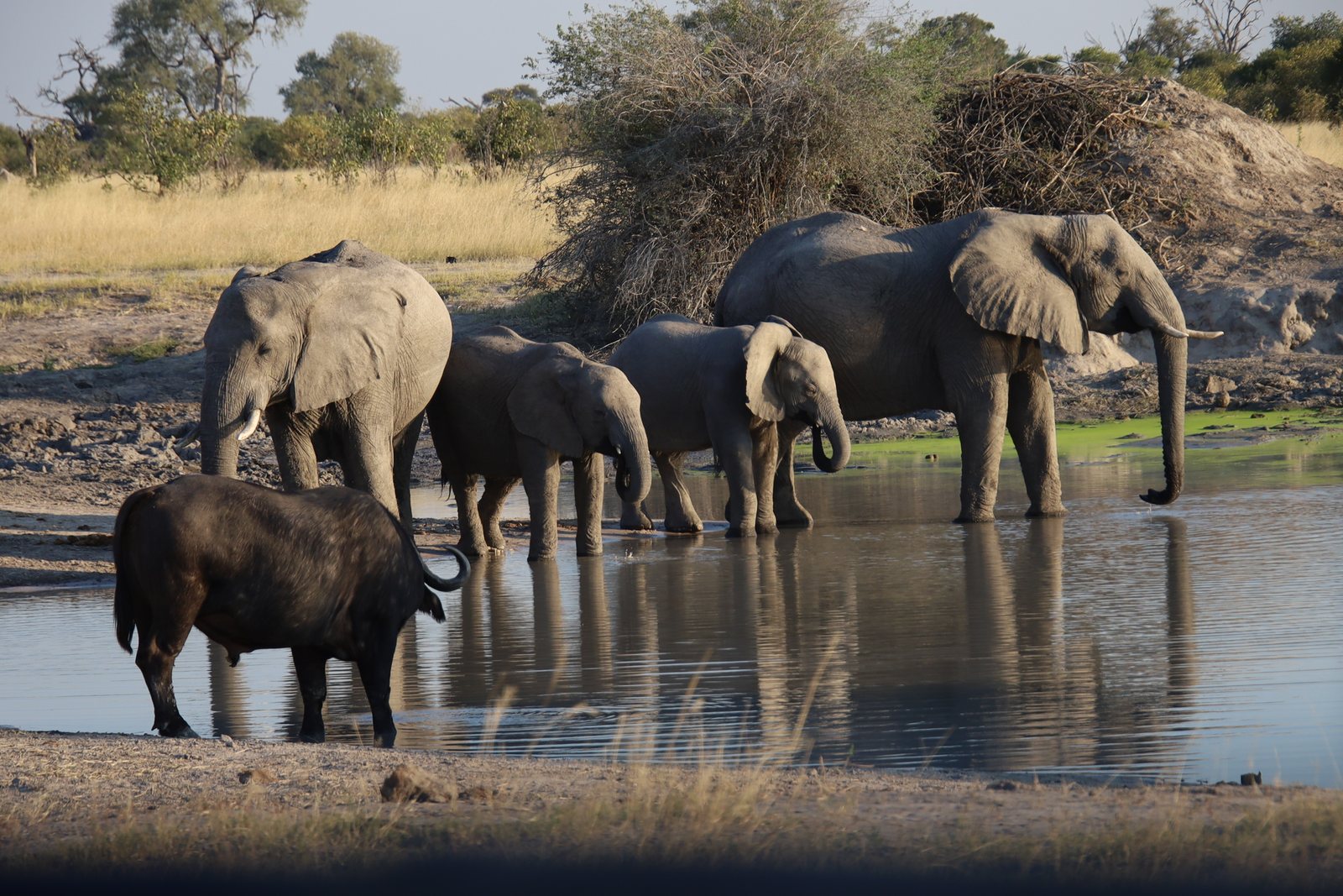 Elephants and buffalo at a waterhole