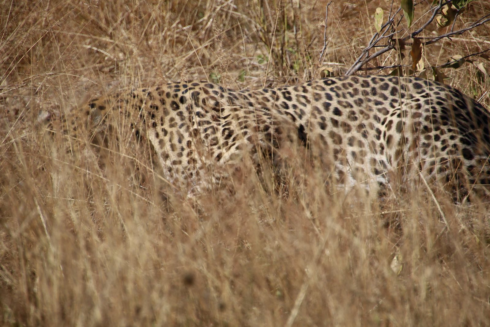 Leopard walking through grass