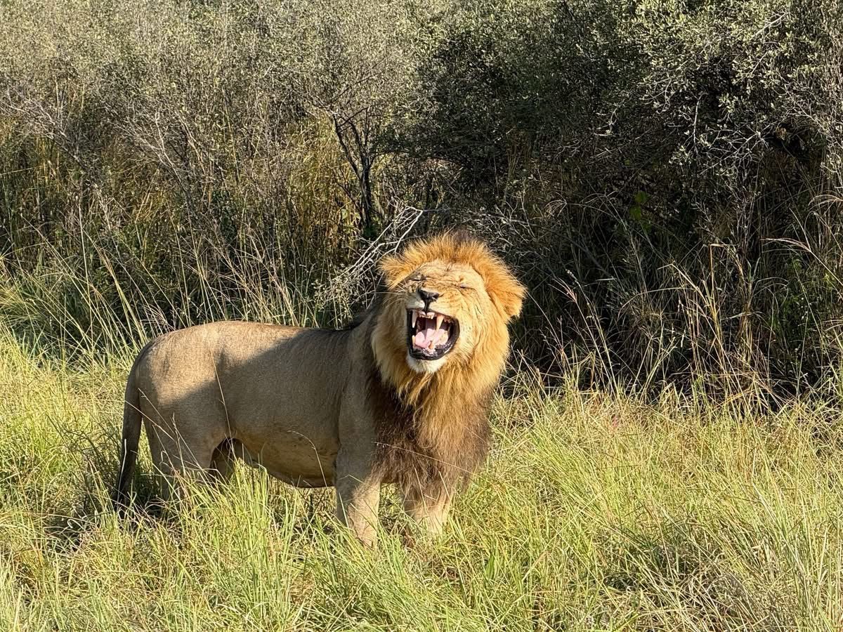 Male lion in grass