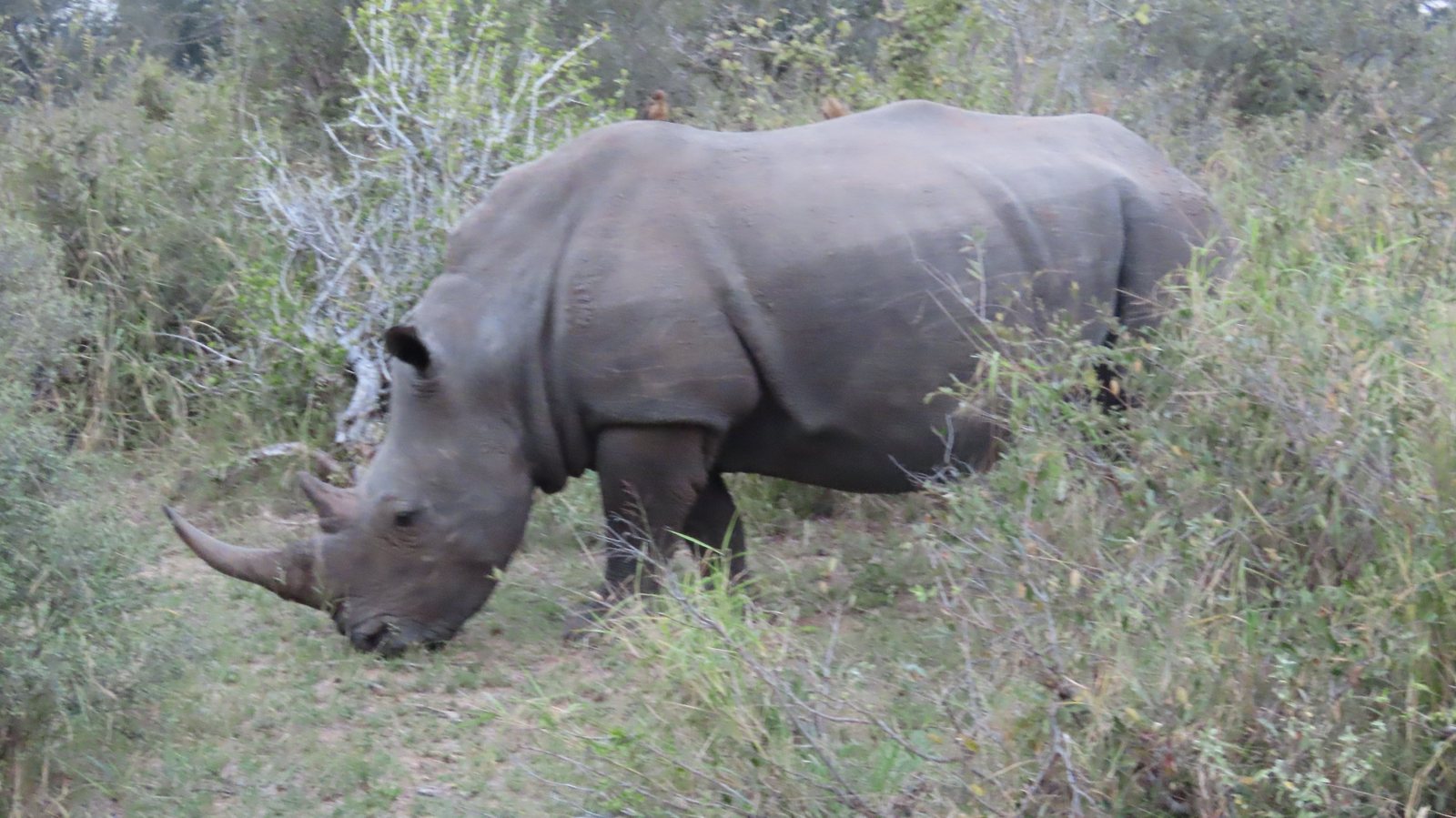 Rhino feeding in bushveld